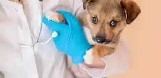 خدمات دامپزشکی شیراز