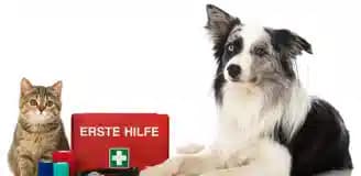 اورژانس حیوانات شیراز