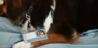 صدور شناسنامه حیوان خانگی شیراز