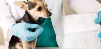 صدور گواهی سلامت حیوان خانگی شیراز