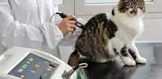 آزمایش خون حیوانات خانگی شیراز