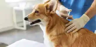 واکسیناسیون سگ شیراز