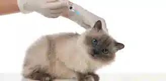 واکسیناسیون گربه شیراز