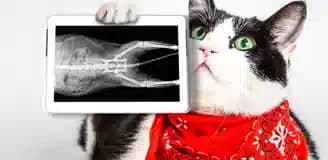 رادیولوژی حیوانات شیراز