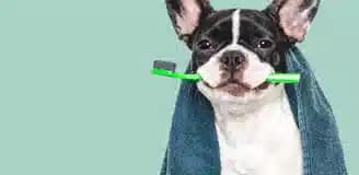 آرایش حیوانات خانگی شیراز