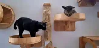 پانسیون گربه شیراز