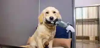 پانسیون سگ شیراز