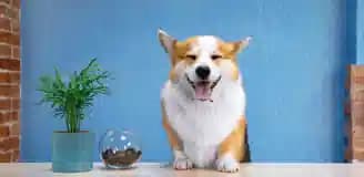 خدمات نگهداری از حیوانات شیراز