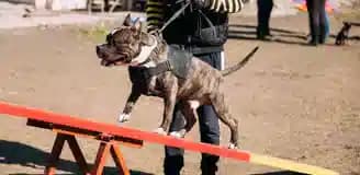 مربی تربیت سگ شیراز