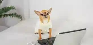 پت شاپ آنلاین شیراز